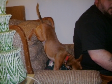 buster