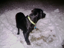 Bently Snow