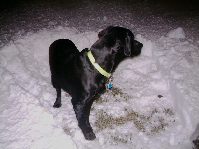 Bently Snow