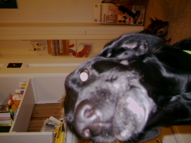 Flour Bently