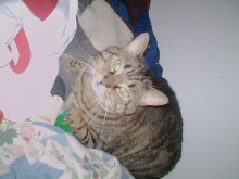 PITA