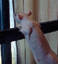 Harry my Hairless rat