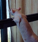 Harry my Hairless rat