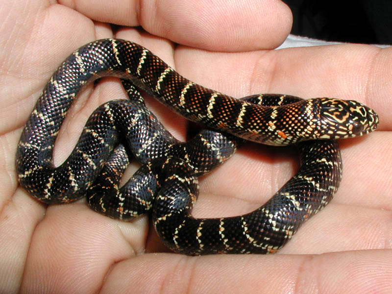 Mahog Male 2