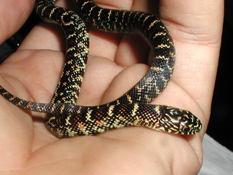 Mahog Female 2