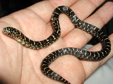 Mahog Female 1
