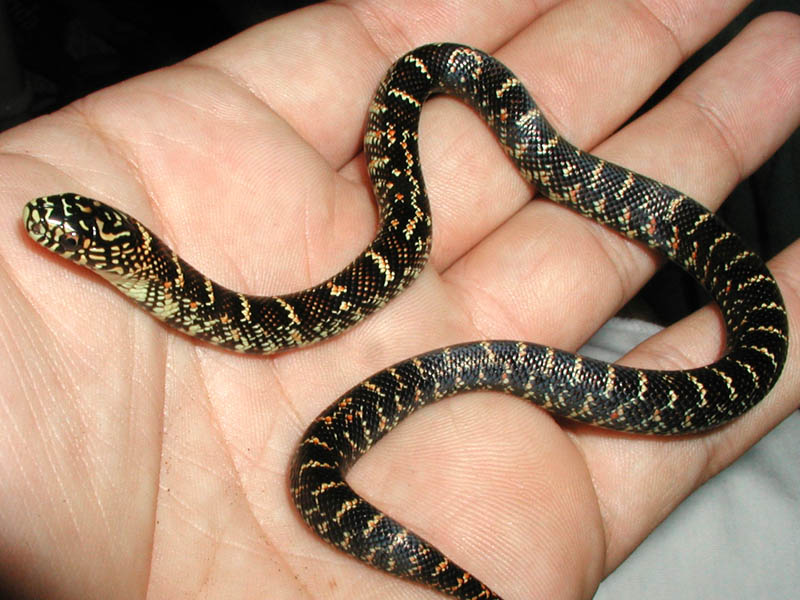 Mahog Female 1