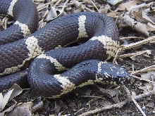 Female North Florida Eastern