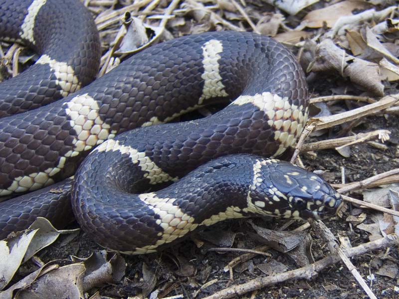 Female North Florida Eastern