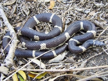 Female Columbia County Eastern