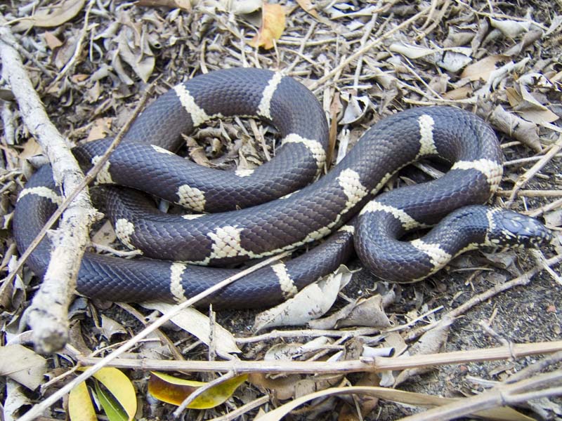 Female Columbia County Eastern