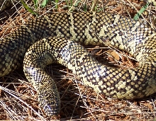 5 foot plus Floridana pic 2