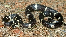 Female Eastern King