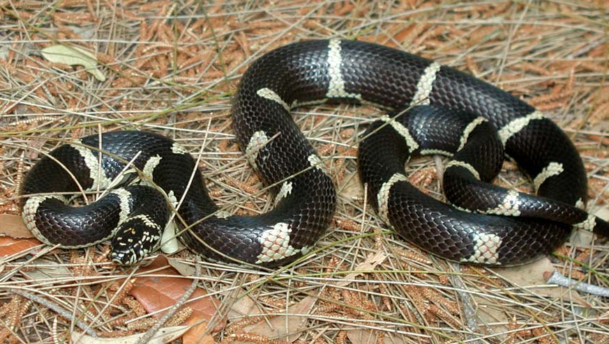 Female Eastern King