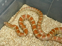 Albino "Florida" King