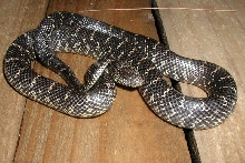 Juvenile Belle Glade FL King