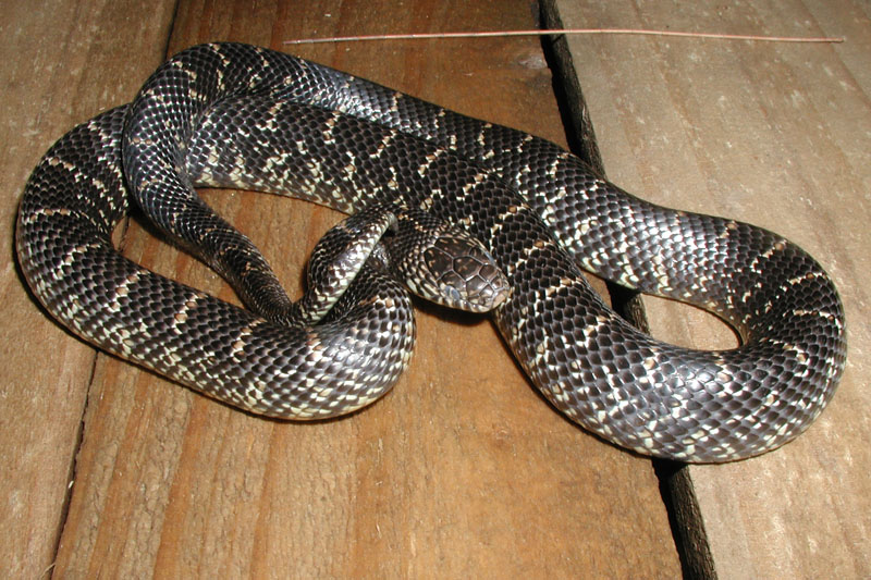 Juvenile Belle Glade FL King