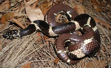 Female N FL Eastern King