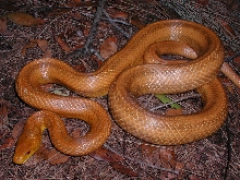WC Everglades Rat
