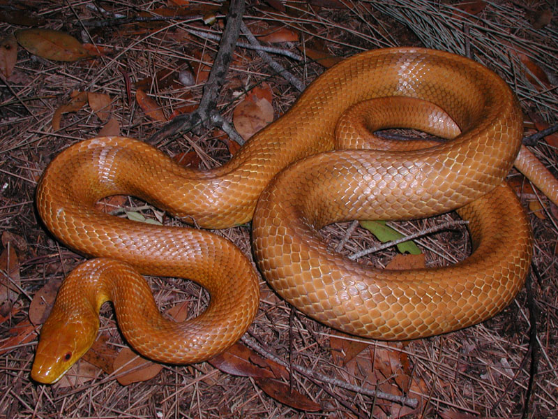 WC Everglades Rat