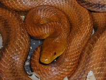 WC Everglades Rat
