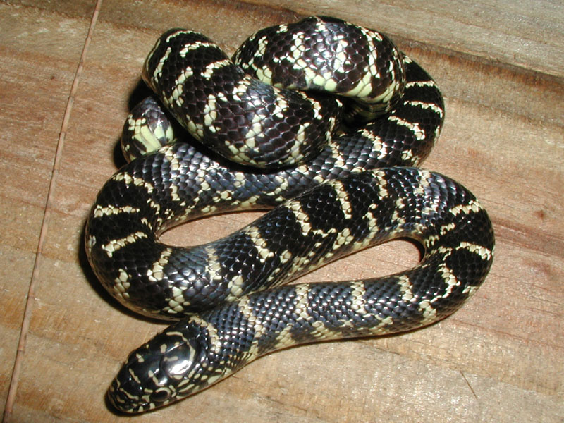 Juvenile King