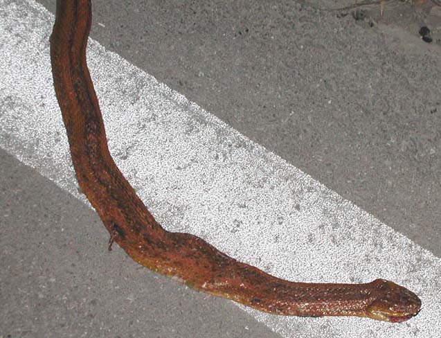 everglades rat