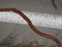 everglades rat