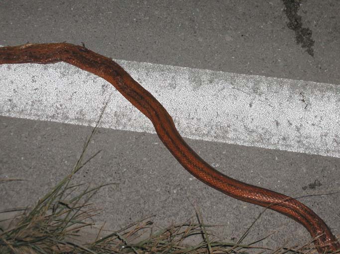 everglades rat