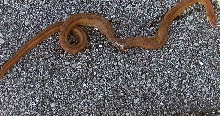 everglades rat