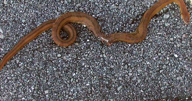 everglades rat