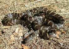 Glades County Male