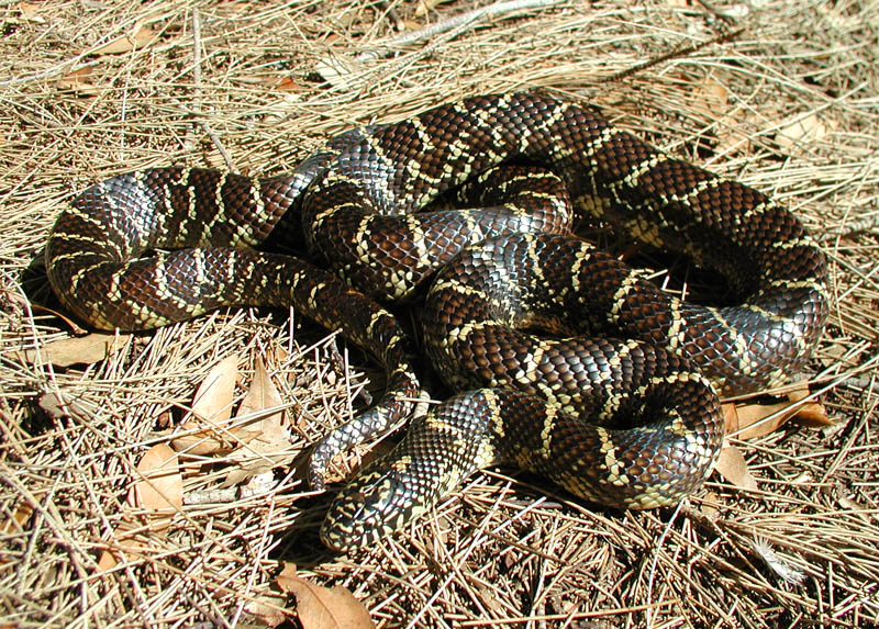 Glades County Male