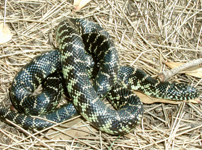Glades County Female