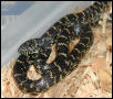 Juvenile Florida King