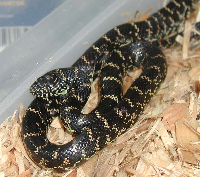 Juvenile Florida King