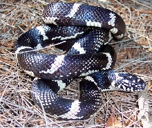 Columbia County, FL Eastern King