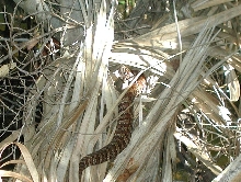 Cottonmouth