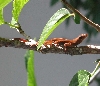 Orange Phase Brown Anole
