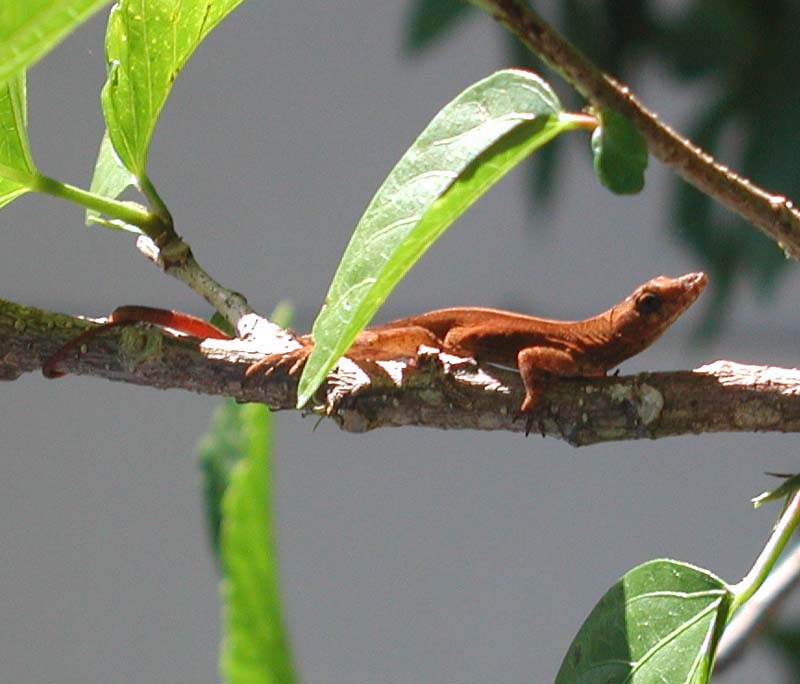 Orange Phase Brown Anole