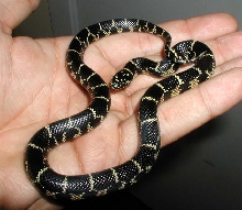 Pinellas County Kingsnake