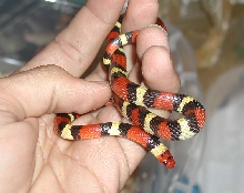 Sarasota County Scarlet King