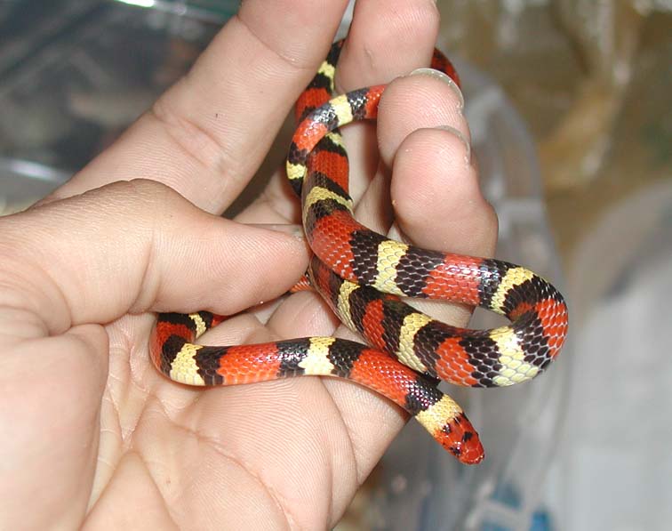 Sarasota County Scarlet King