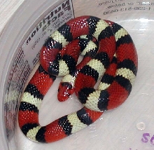 Glades County, FL Scarlet King