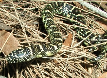 Palm Beach Male