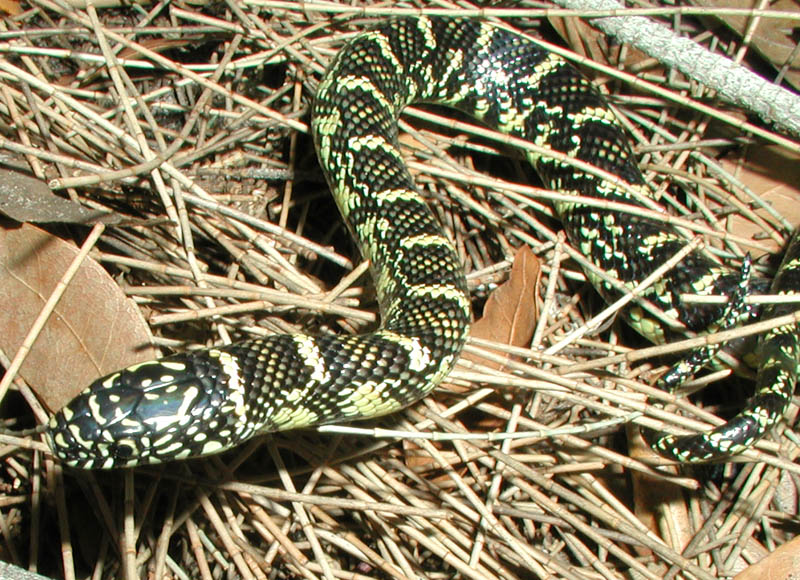 Palm Beach Male