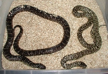 Ugly Florida King on left...