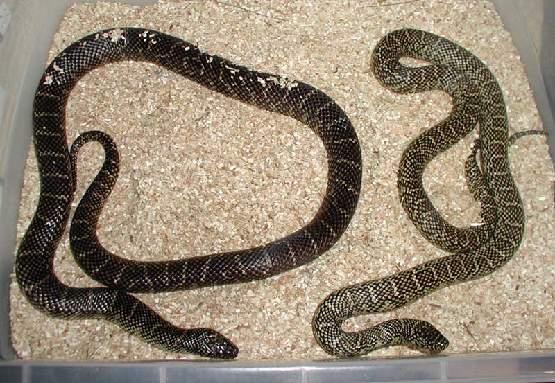 Ugly Florida King on left...
