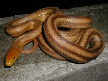 Yellow Rat