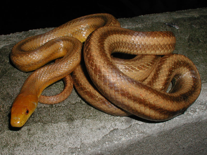 Yellow Rat
